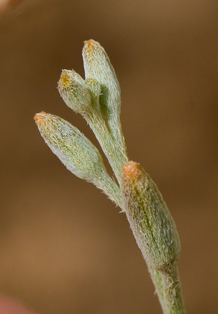 Image of Farsetia aegyptia specimen.