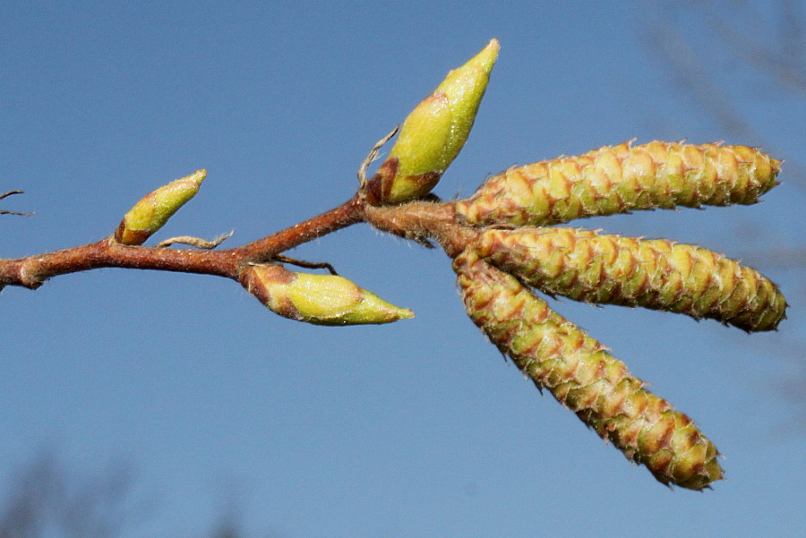 Image of Ostrya carpinifolia specimen.