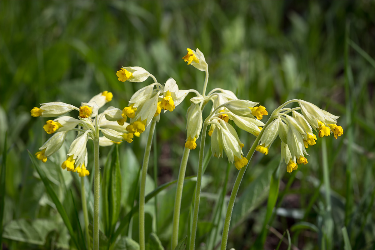 Image of Primula veris specimen.