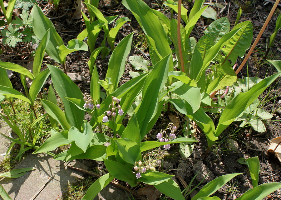 Image of Convallaria majalis specimen.