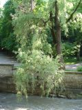 genus Salix. Ствол и нижняя часть кроны. Ставропольский край, г. Кисловодск, парк (43°53′40,01″ с.ш., 42°43′12,29″ в.д.). 31.05.2014.