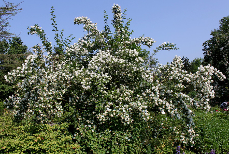 Image of Philadelphus coronarius specimen.