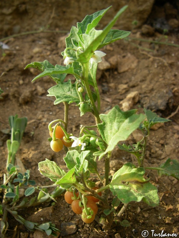 Image of Solanum zelenetzkii specimen.