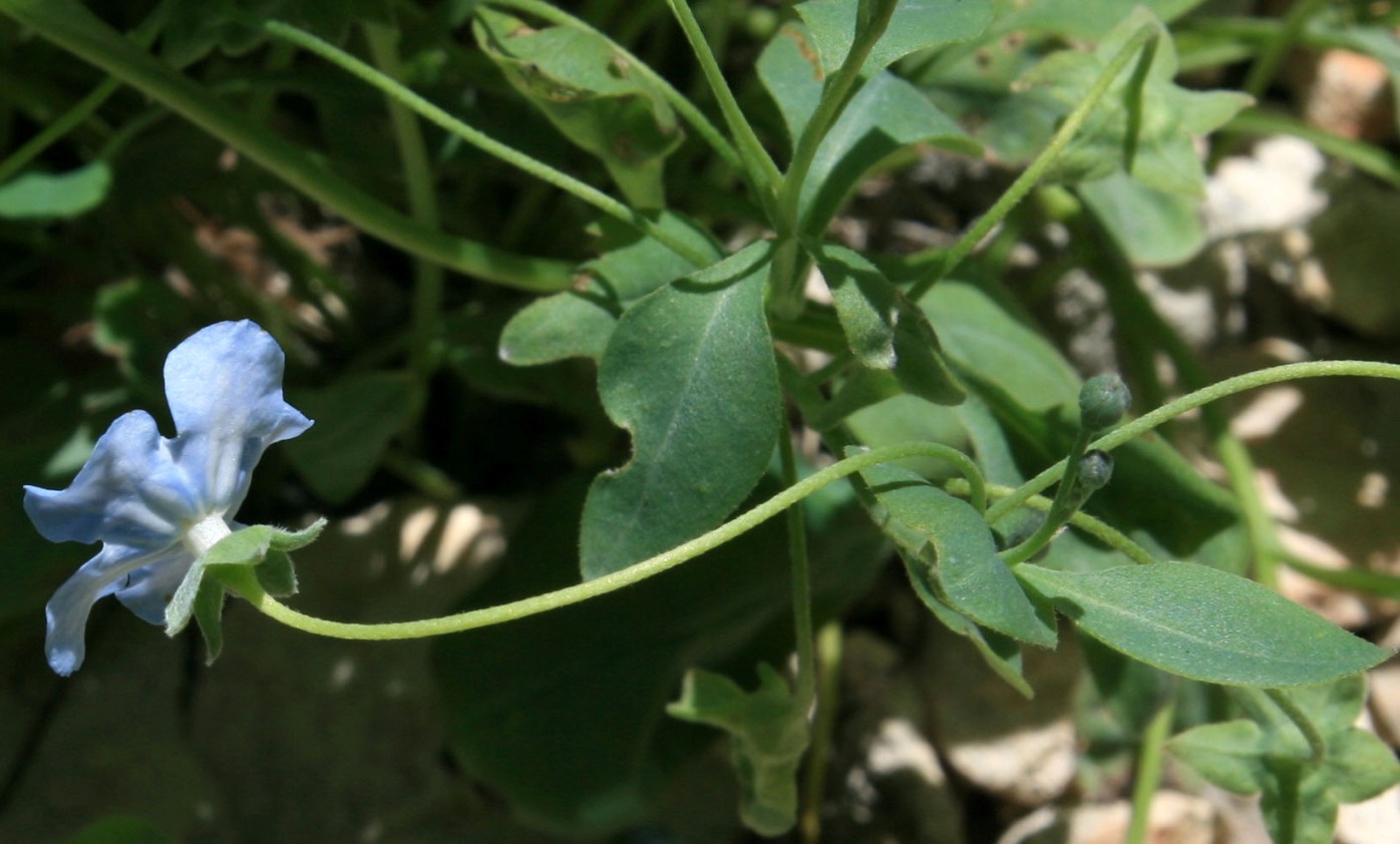 Изображение особи Omphalodes lojkae.