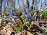 Scilla bifolia