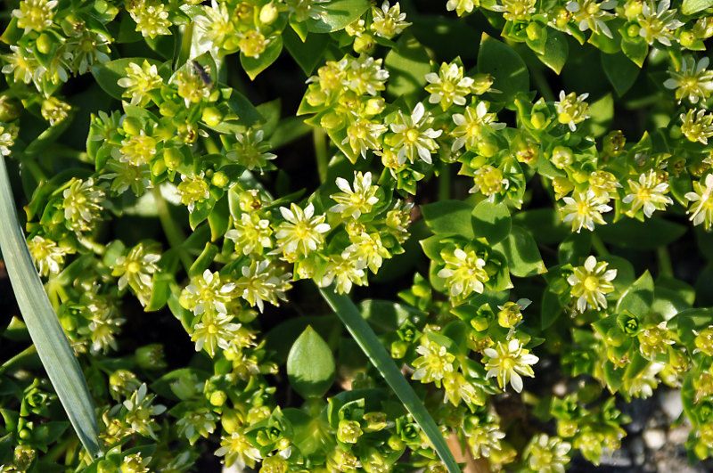 Изображение особи Honckenya peploides ssp. diffusa.