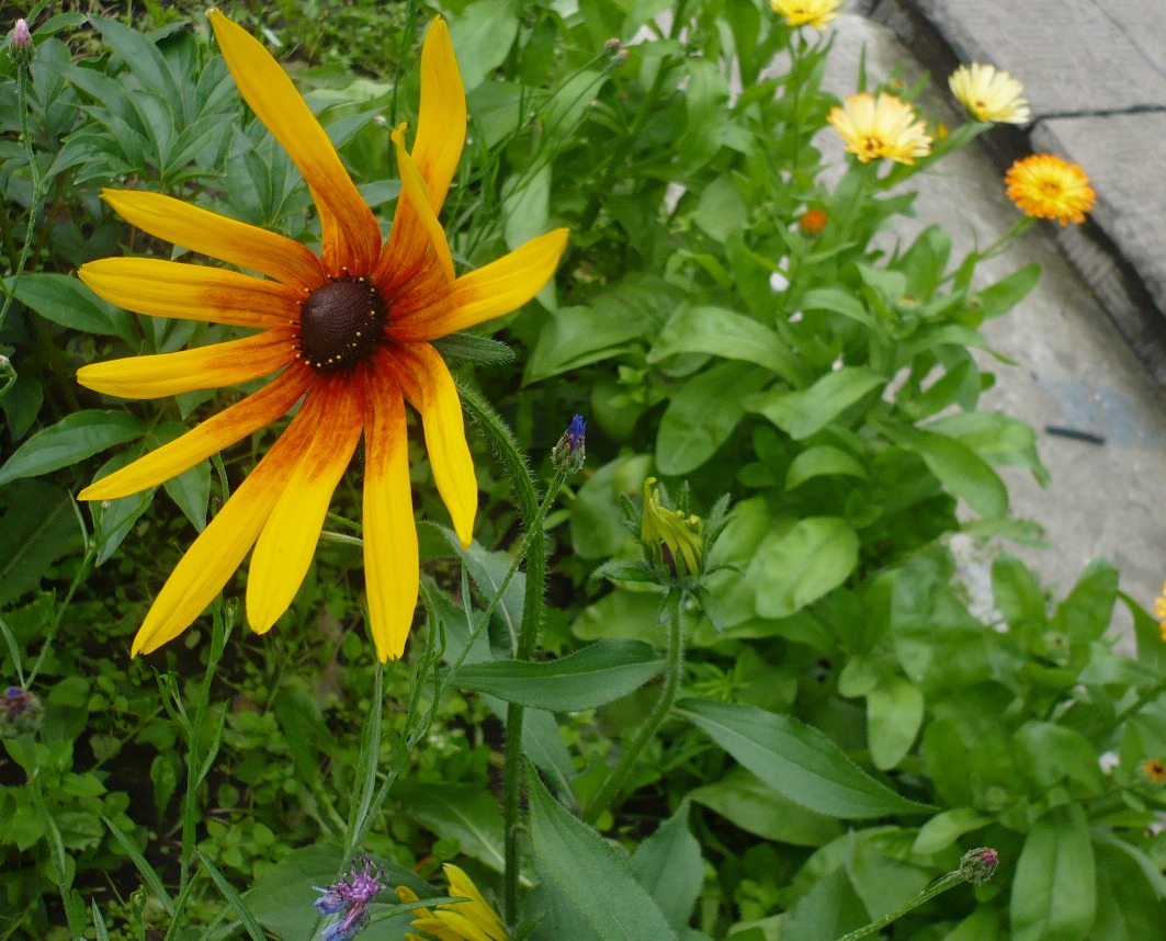 Image of Rudbeckia hirta specimen.