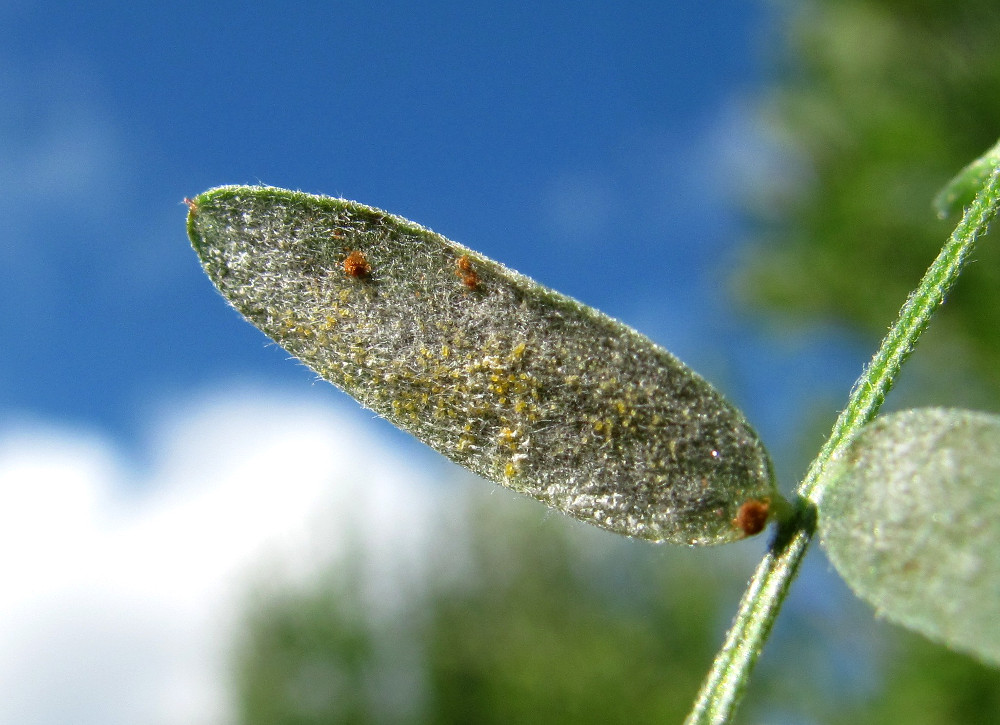 Image of Vicia cracca specimen.