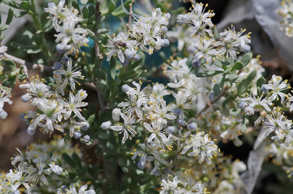 Изображение особи Nitraria sibirica.