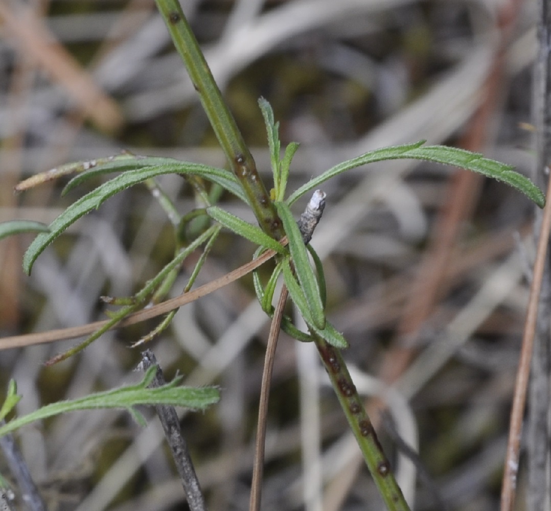 Image of Stachys angustifolia specimen.