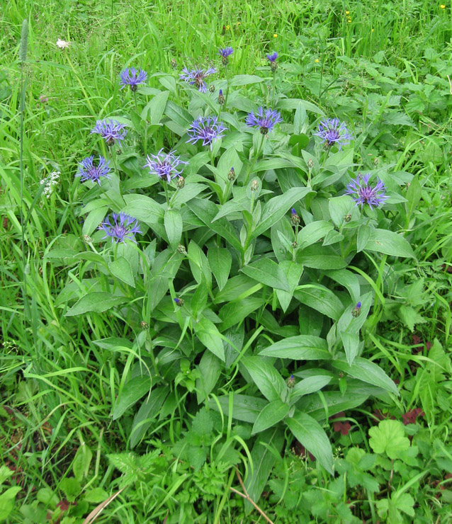 Image of Centaurea montana specimen.