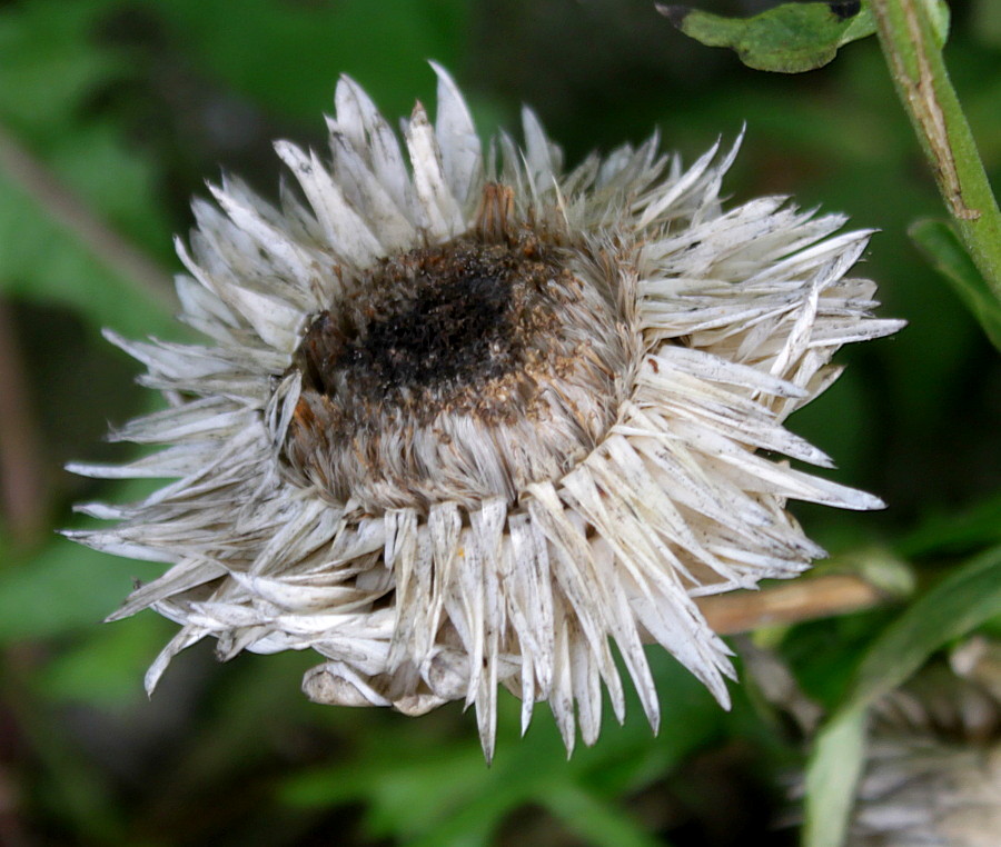 Image of Xerochrysum bracteatum specimen.