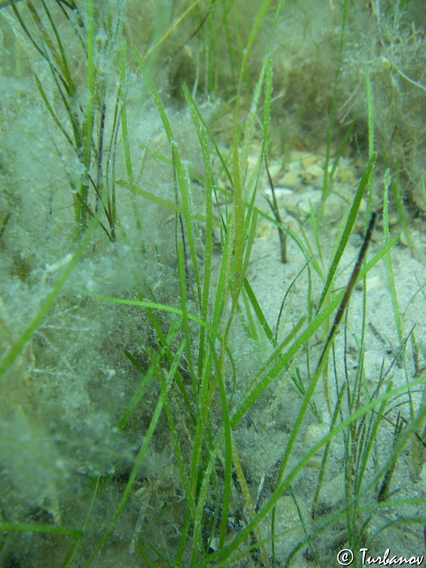 Image of Zostera marina specimen.