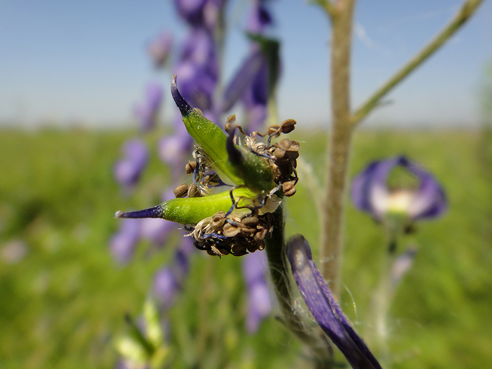 Image of Aconitum baicalense specimen.