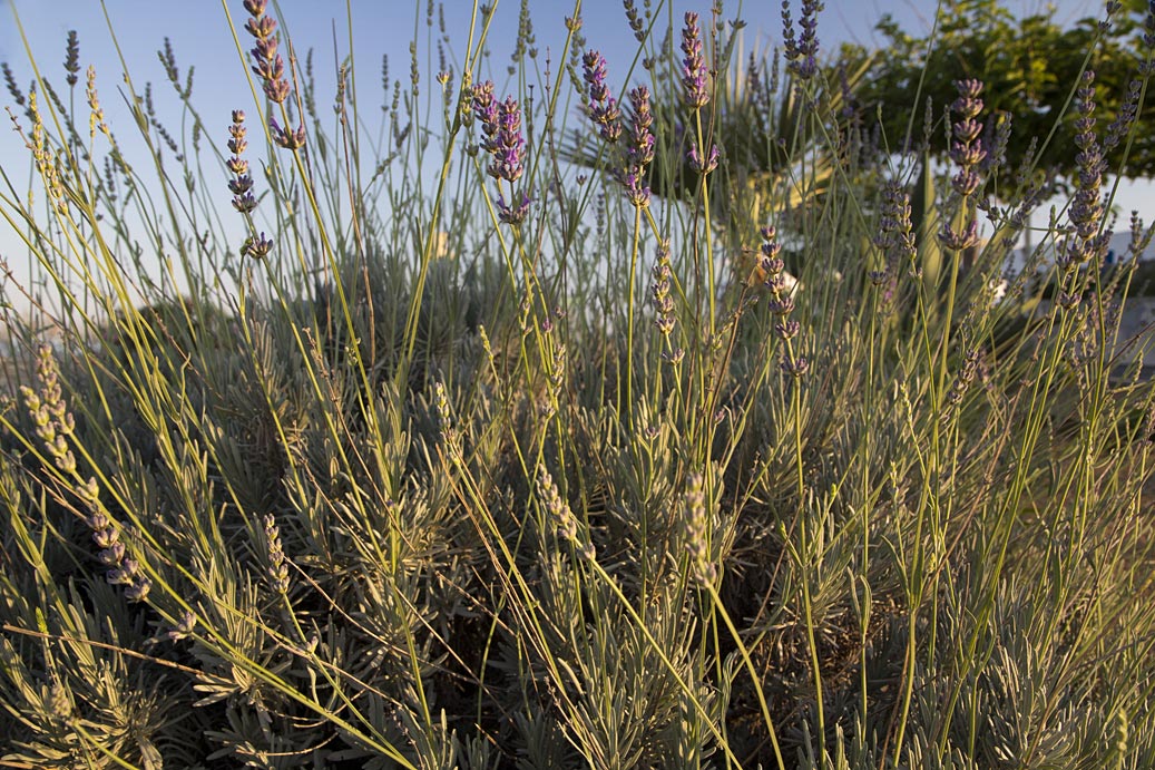 Image of Lavandula angustifolia specimen.