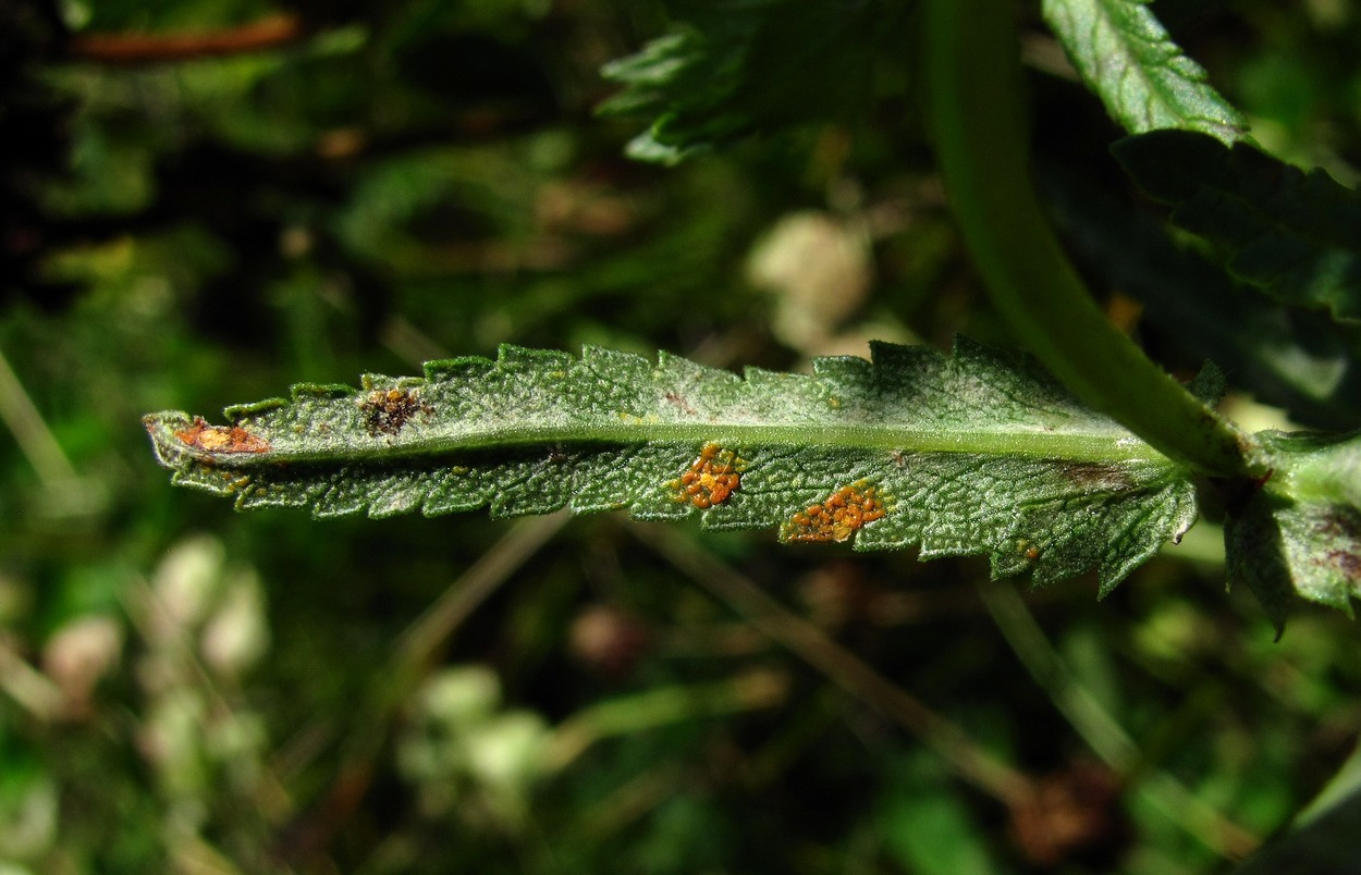 Изображение особи Rhinanthus serotinus.