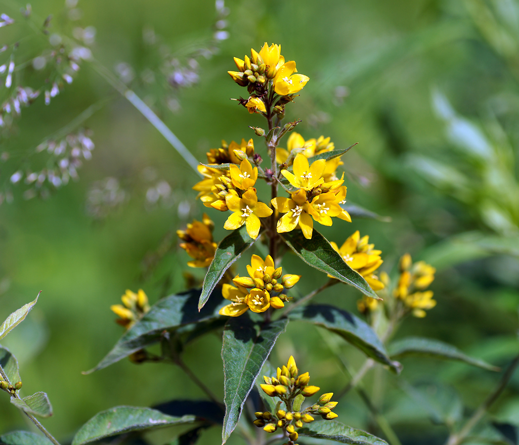 Изображение особи Lysimachia vulgaris.