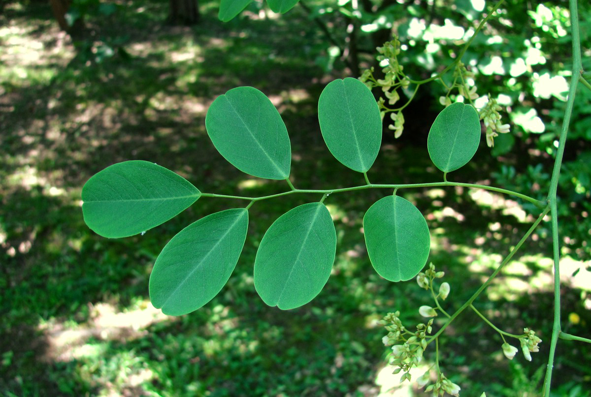 Изображение особи Dalbergia hupeana.