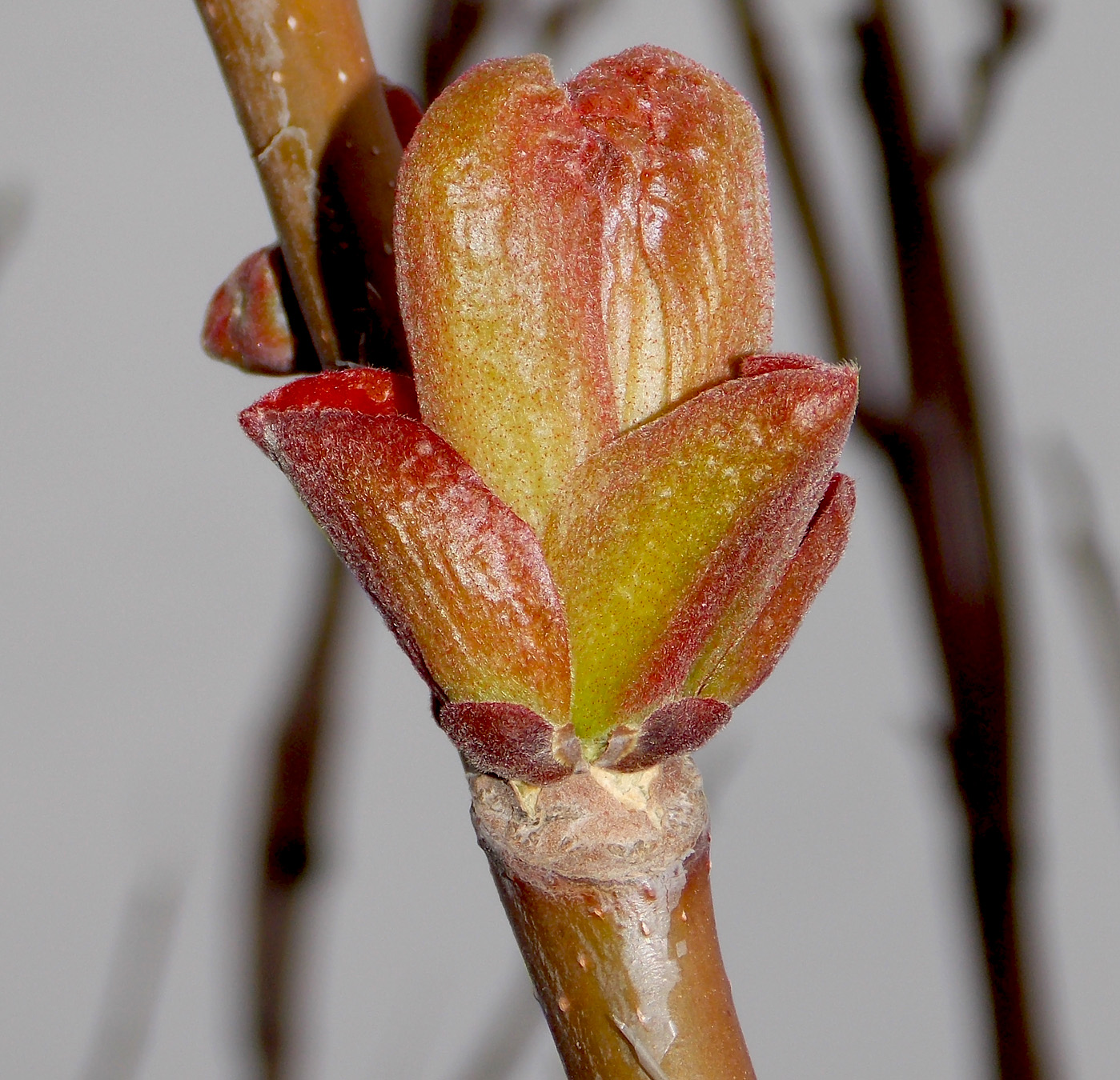 Изображение особи Ailanthus altissima.