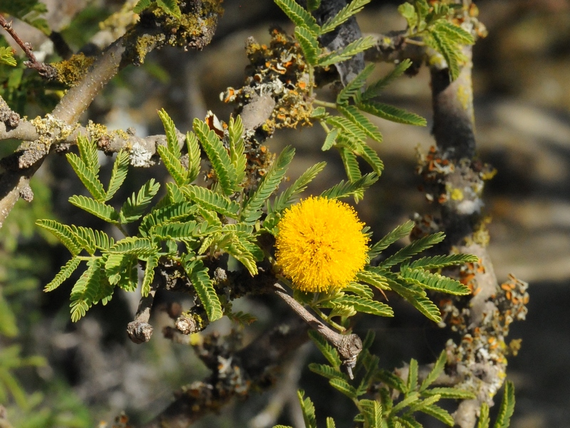 Image of Vachellia farnesiana specimen.