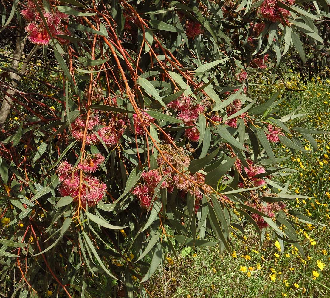 Изображение особи Eucalyptus torquata.