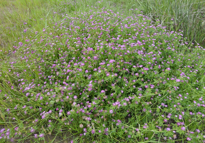 Image of Trifolium resupinatum specimen.