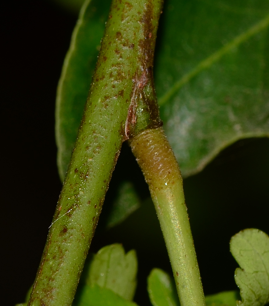 Изображение особи Schotia brachypetala.