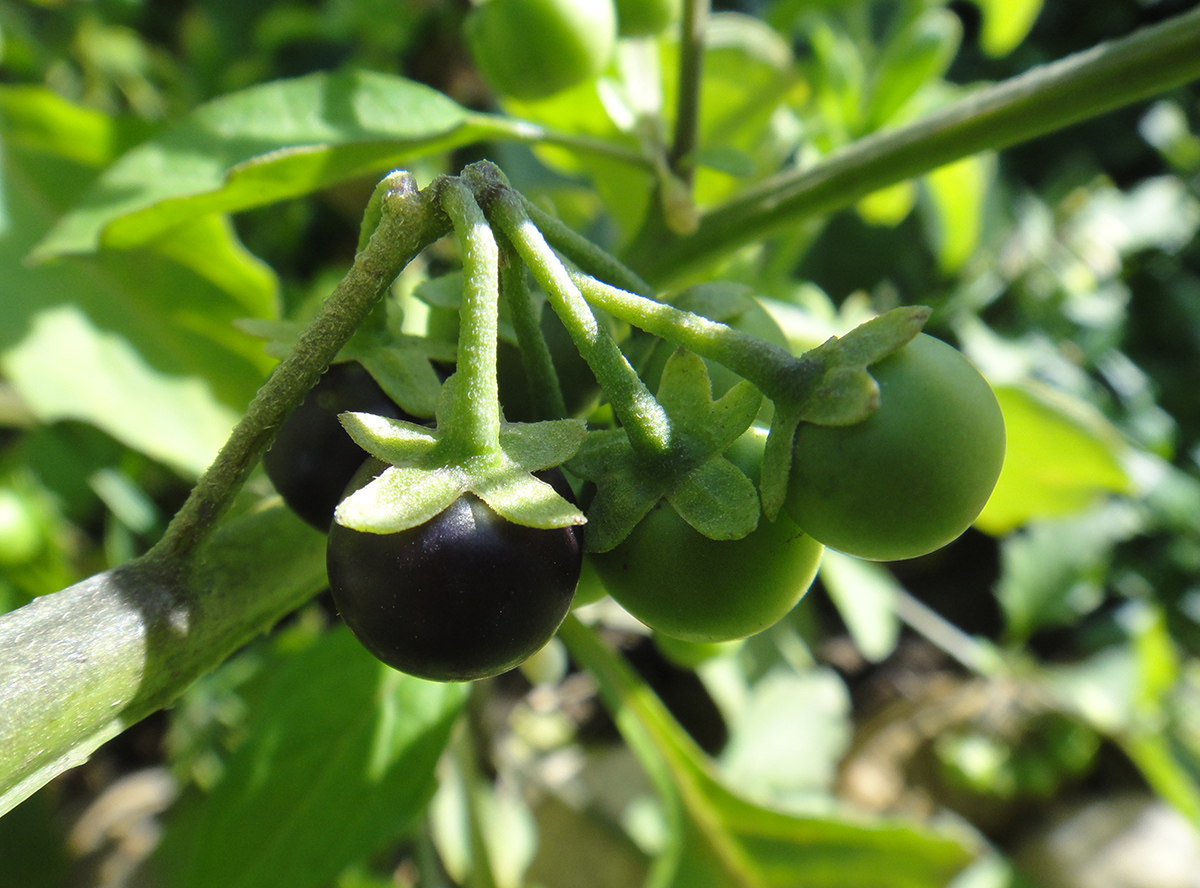 Изображение особи Solanum nigrum.