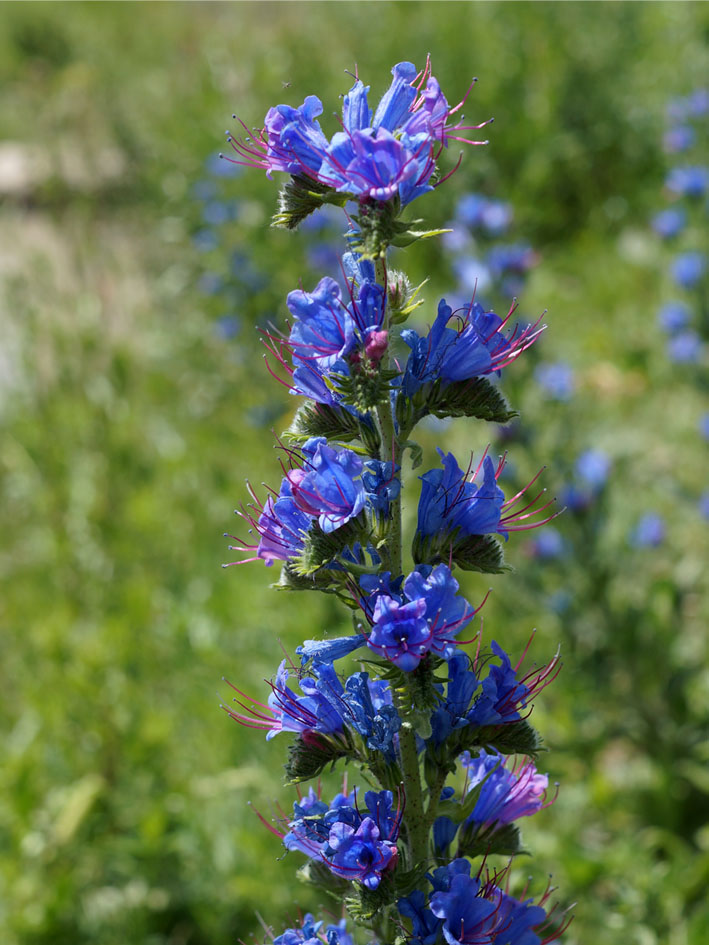 Image of Echium vulgare specimen.