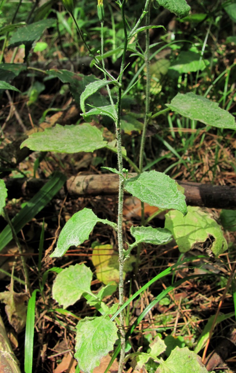 Image of Lapsana communis specimen.