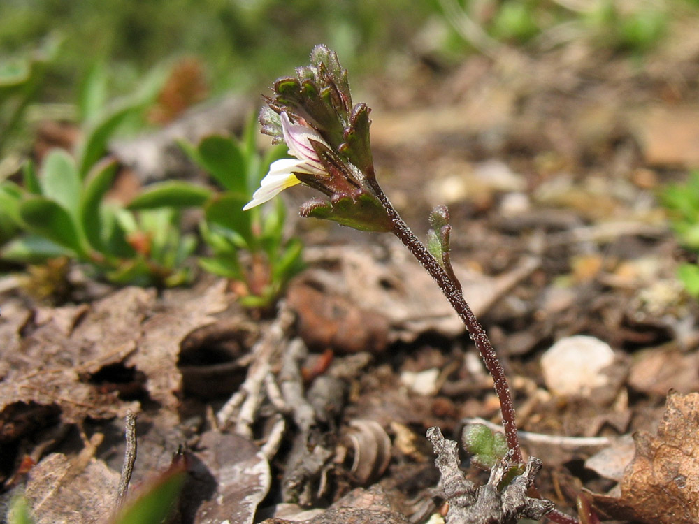 Изображение особи Euphrasia wettsteinii.