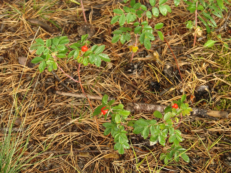 Image of Rosa cinnamomea specimen.