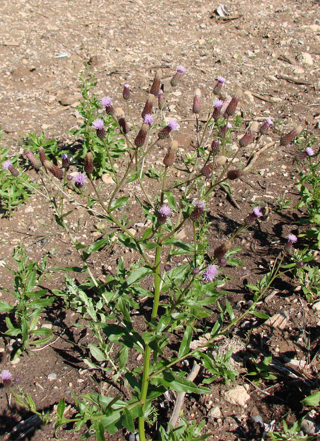 Изображение особи Cirsium setosum.