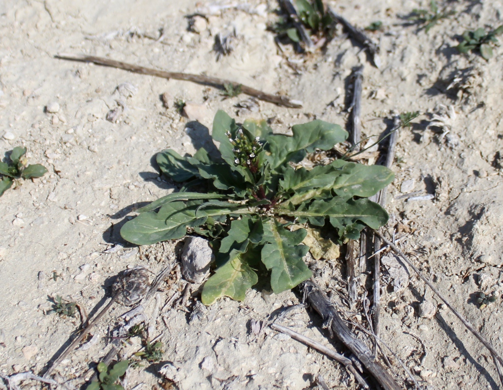 Image of familia Brassicaceae specimen.