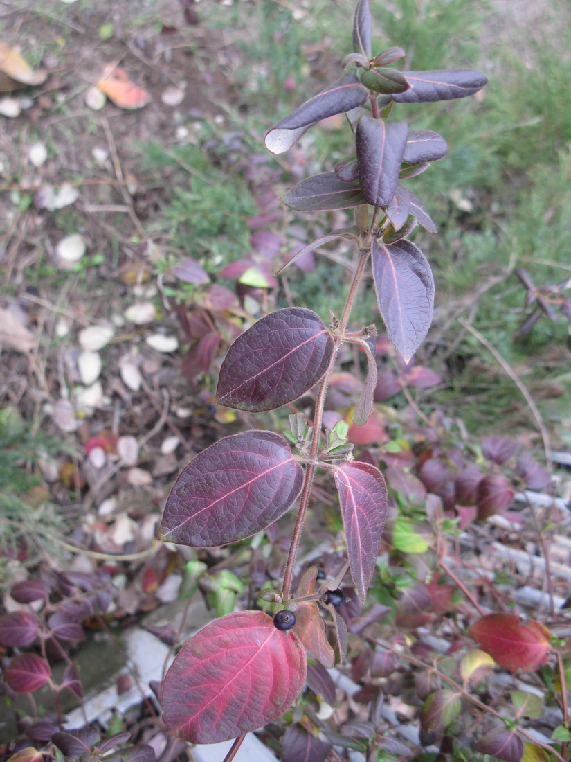 Изображение особи Lonicera japonica.