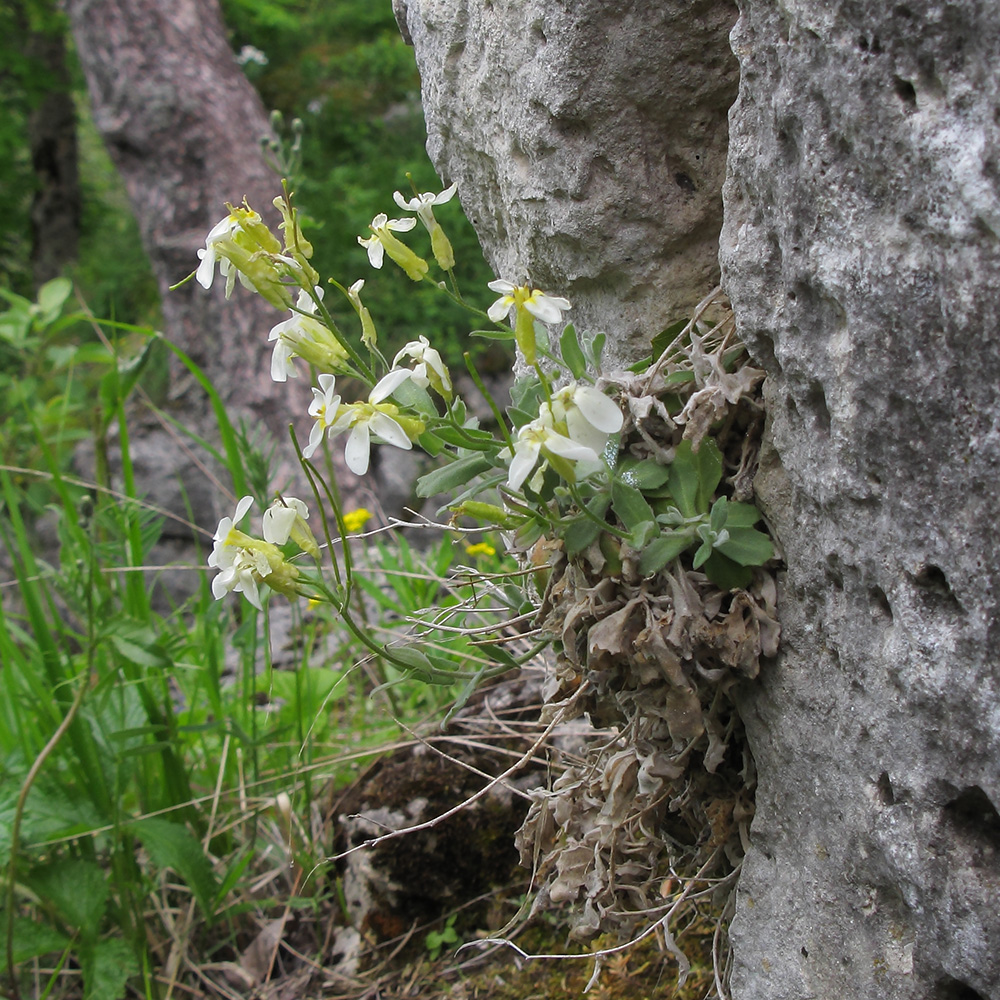 Изображение особи Arabis caucasica.