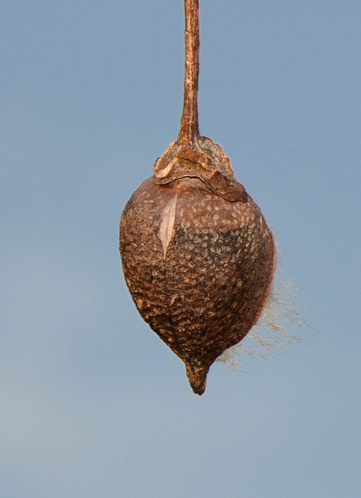 Image of genus Gossypium specimen.