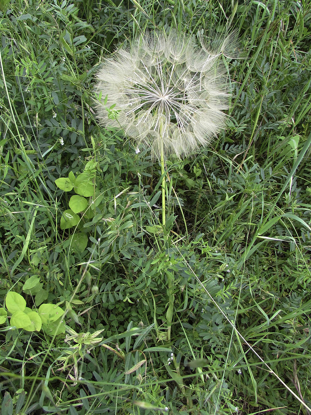 Image of Tragopogon porrifolius specimen.