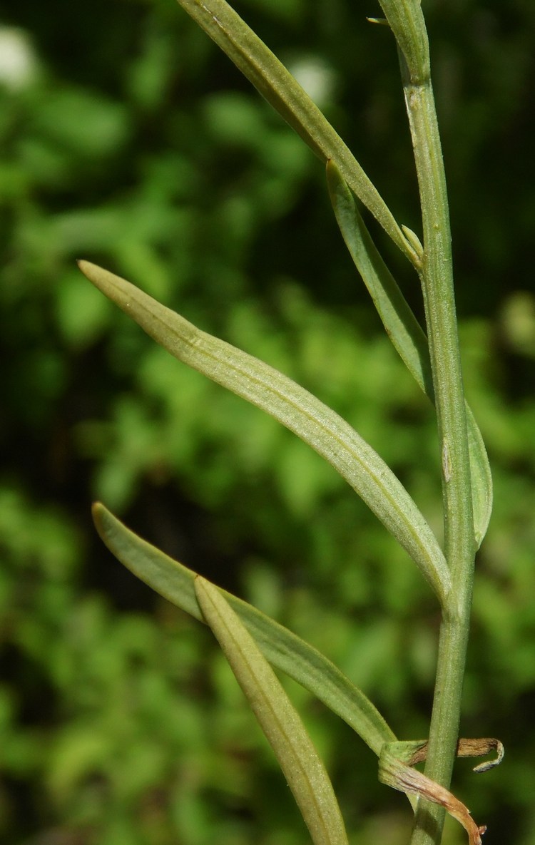 Image of Thesium ramosum specimen.