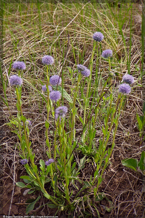 Image of Globularia bisnagarica specimen.