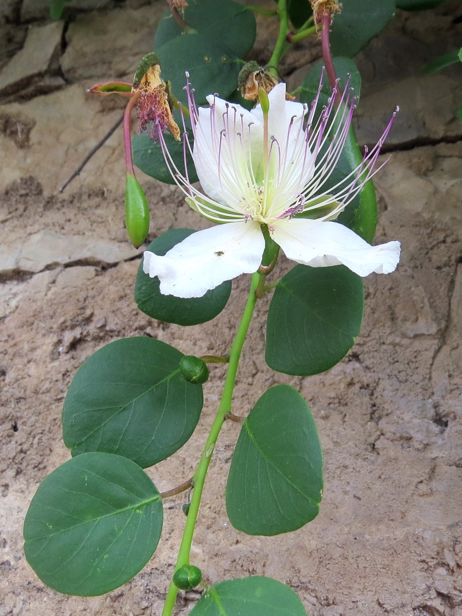 Image of Capparis orientalis specimen.