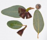 Eucalyptus woodwardii. Листья и зреющие плоды. Израиль, Шарон, пос. Кфар Монаш, ботанический сад \"Хават Ганой\". 31.01.2016.