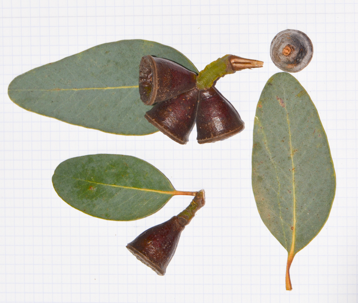 Image of Eucalyptus woodwardii specimen.