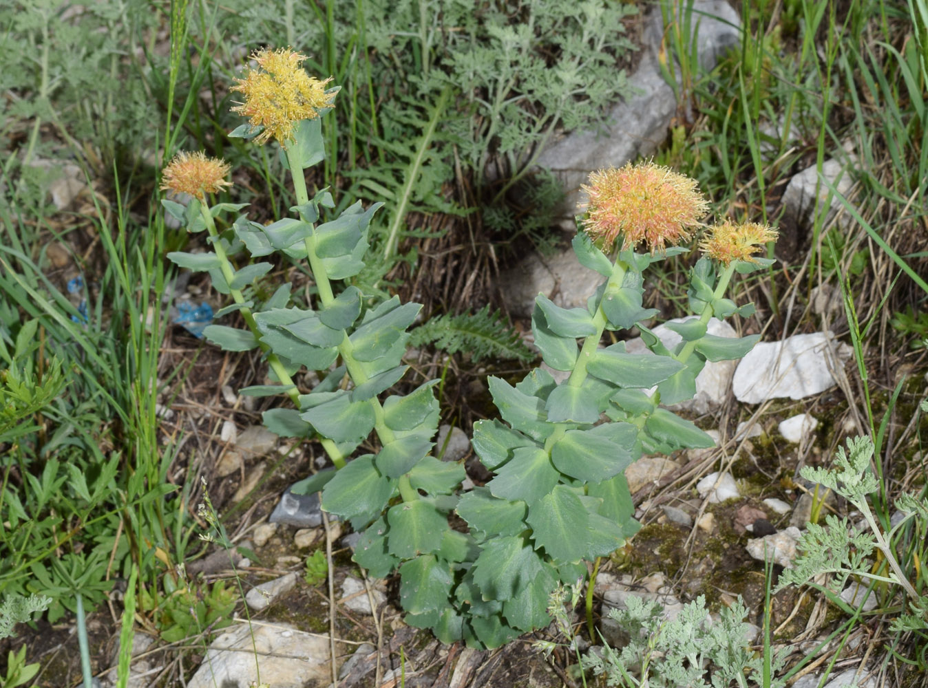 Image of Rhodiola heterodonta specimen.