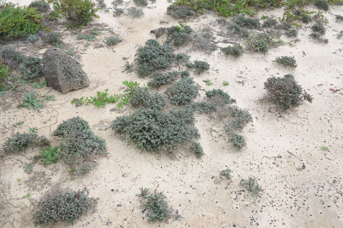 Image of Frankenia capitata specimen.