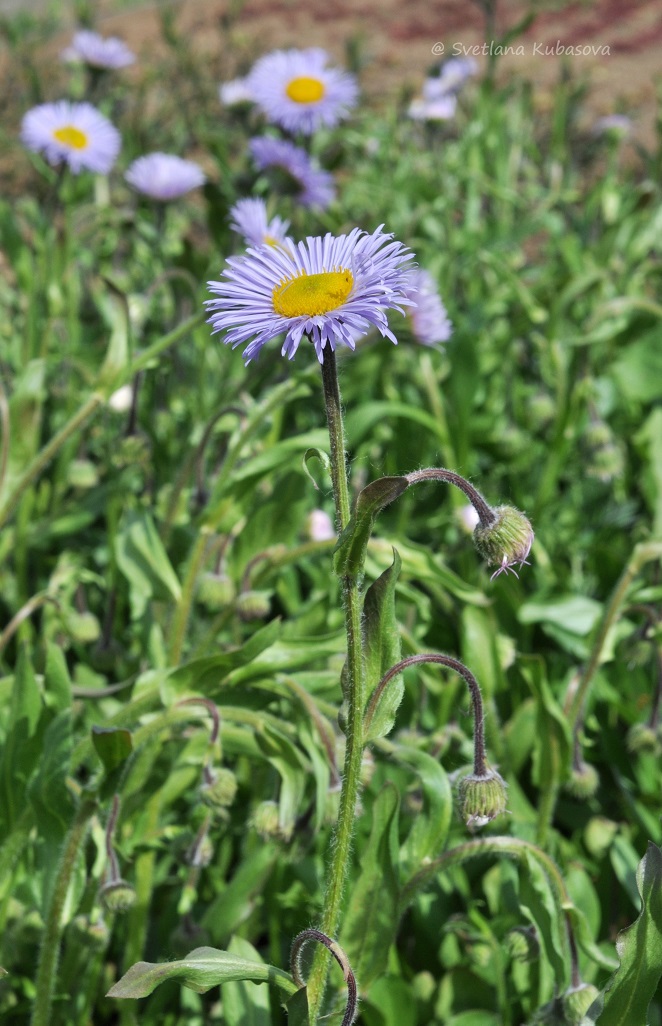 Изображение особи род Erigeron.