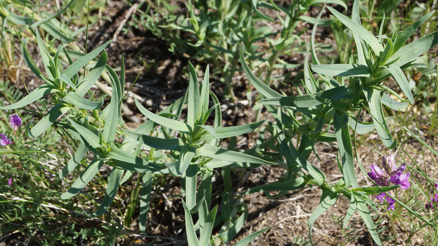 Image of Gypsophila paniculata specimen.