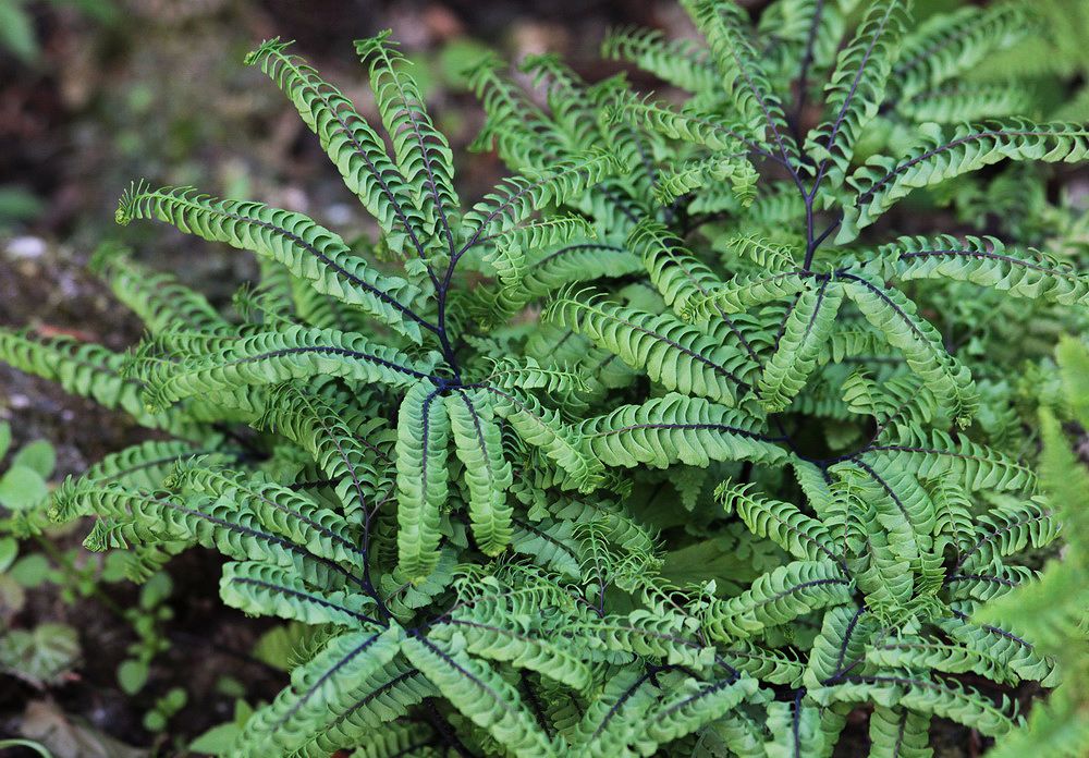 Image of Adiantum pedatum specimen.