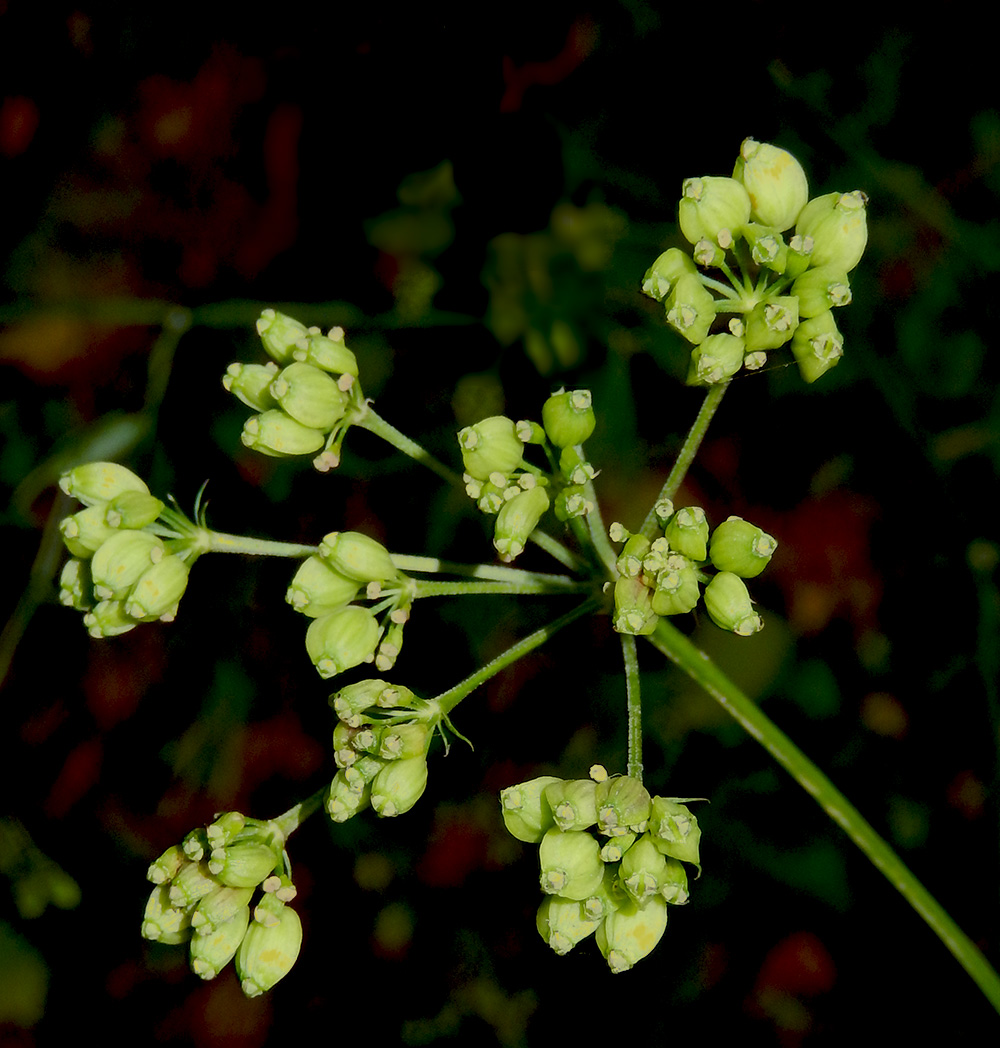 Image of Cervaria caucasica specimen.