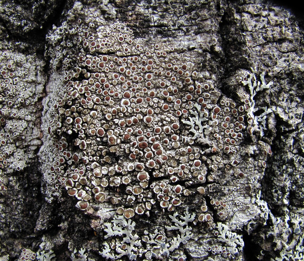 Image of Lecanora chlarotera specimen.